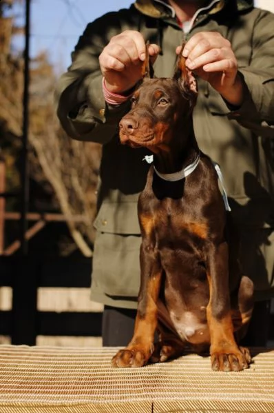 dobermano cuccioli | Foto 2