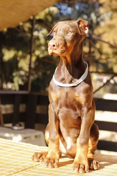dobermano cuccioli