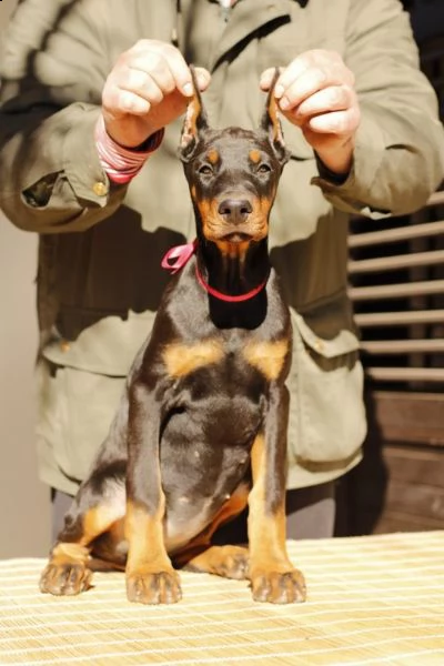 dobermano cuccioli | Foto 1