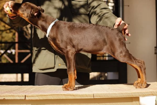 dobermano cuccioli | Foto 0