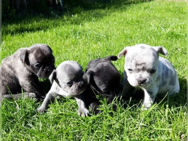 cuccioli di bulldog francese sani