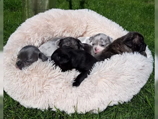 cuccioli di bulldog francese sani | Foto 0