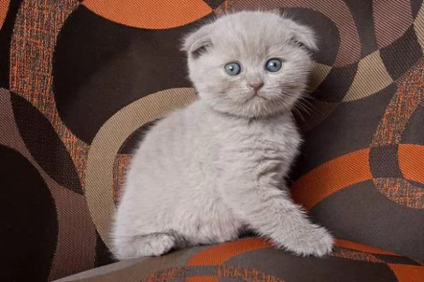 adorabili gattini di scottish fold maschio e femmina da adottare, sono molto sani usati con bambini 
