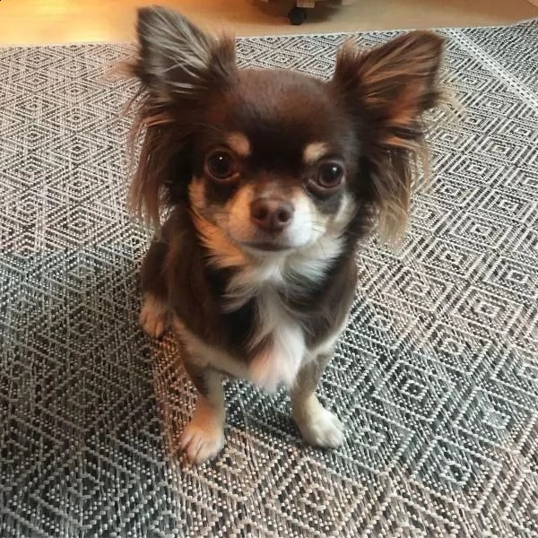  regalo chihuahua meravigliosi cuccioli di chihuahua ottima genealogia, gia vaccinati, sverminati e 