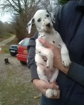 adorabili cuccioli dalmata ben socializzati | Foto 1