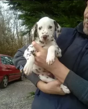 adorabili cuccioli dalmata ben socializzati