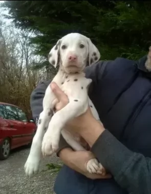 adorabili cuccioli dalmata ben socializzati | Foto 0