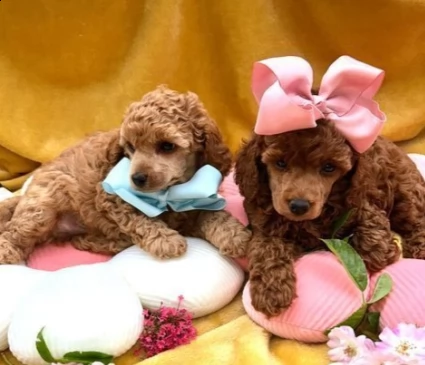cuccioli di barboncino rosso