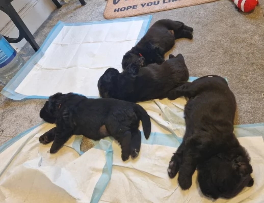 Terranova cuccioli in Adozione | Foto 1