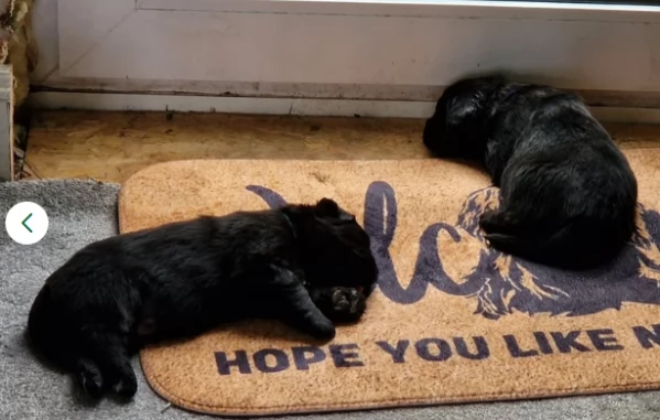 Terranova cuccioli in Adozione | Foto 0