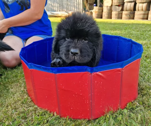 Terranova cuccioli in Adozione