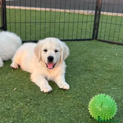 Golden Retriever belli cuccioli