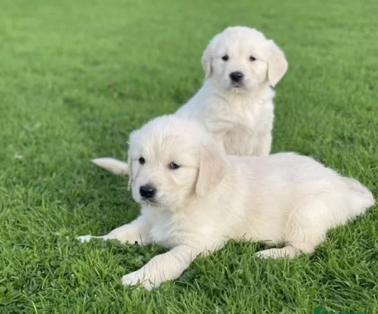 Golden Retriever belli cuccioli | Foto 1
