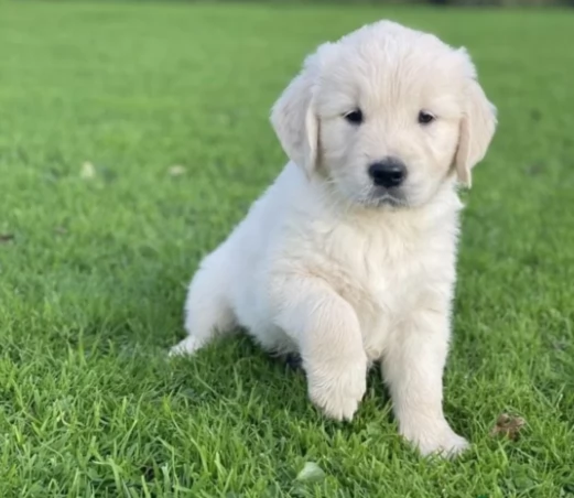 Golden Retriever belli cuccioli | Foto 0