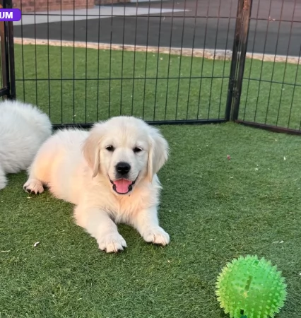 Splendidi cuccioli di Golden Retriever