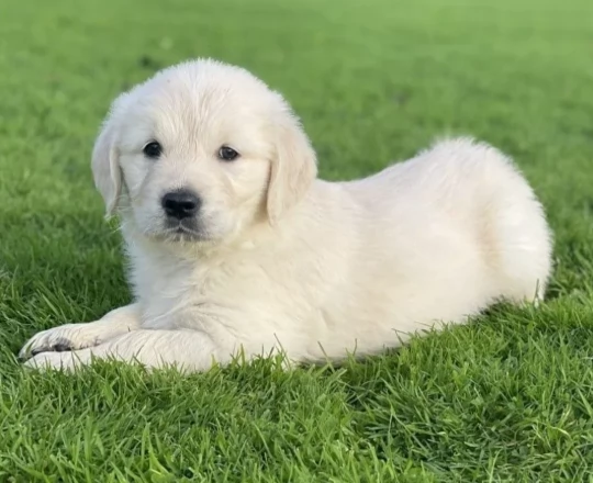 Splendidi cuccioli di Golden Retriever | Foto 1