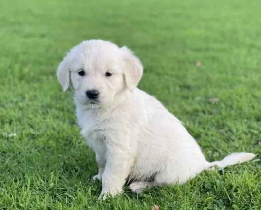 Splendidi cuccioli di Golden Retriever | Foto 0