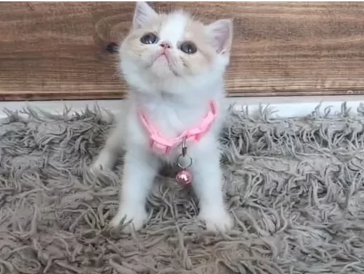 Bellissimi gattini persiani