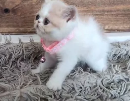 Bellissimi gattini persiani | Foto 2