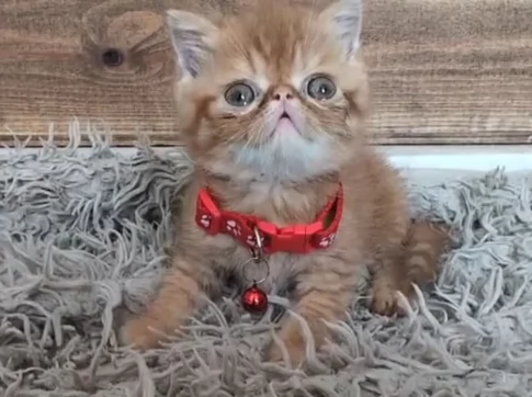 Bellissimi gattini persiani | Foto 1