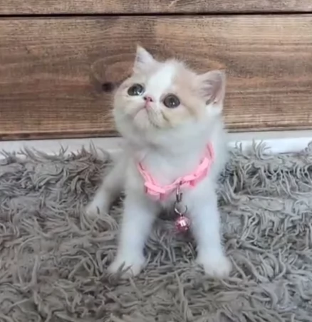 Bellissimi gattini persiani | Foto 0