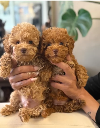 ADORABILI BARBONCINI TOY