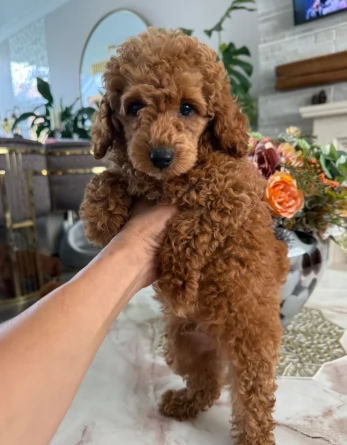 ADORABILI BARBONCINI TOY | Foto 1
