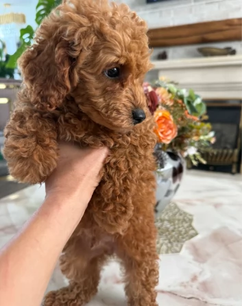 ADORABILI BARBONCINI TOY | Foto 0