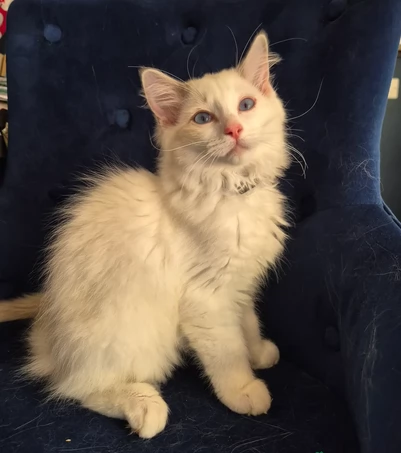 Splendidi gattini Ragdoll amati | Foto 1