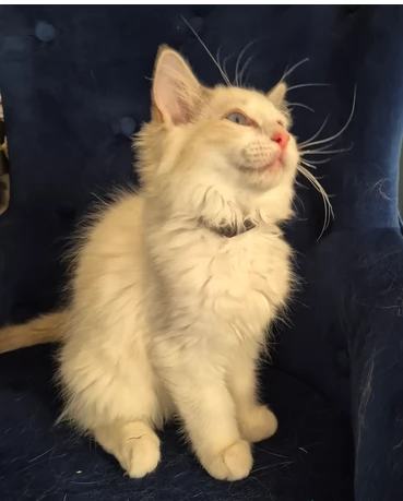Splendidi gattini Ragdoll amati | Foto 0