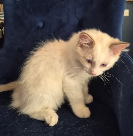 Splendidi gattini Ragdoll amati