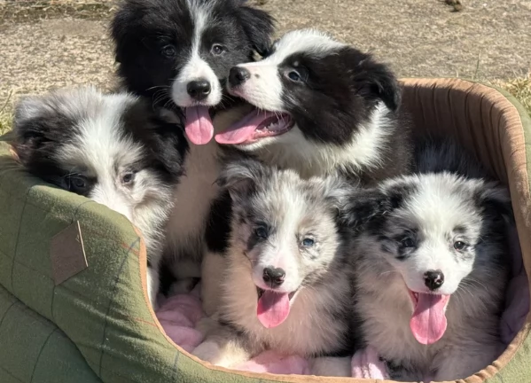 Cuccioli di Border Collie Blue Merle, maschi e femmine