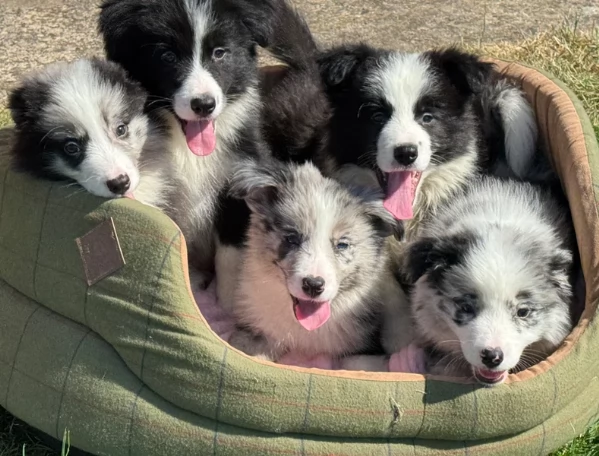Cuccioli di Border Collie Blue Merle, maschi e femmine | Foto 3