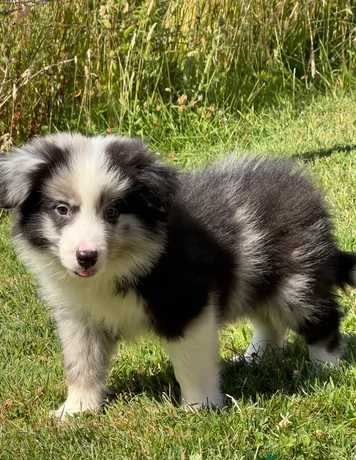 Cuccioli di Border Collie Blue Merle, maschi e femmine | Foto 2