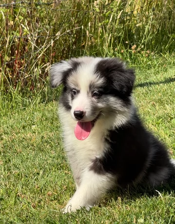 Cuccioli di Border Collie Blue Merle, maschi e femmine | Foto 1