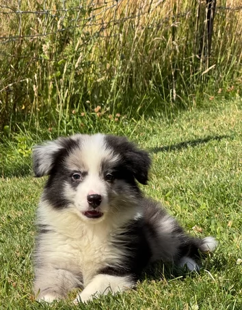 Cuccioli di Border Collie Blue Merle, maschi e femmine | Foto 0