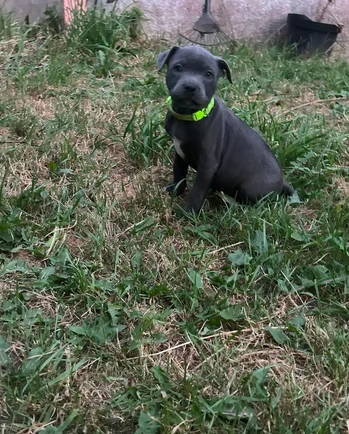 American Staffordshire Terrier blue in Adozione | Foto 1