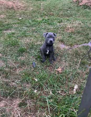 American Staffordshire Terrier blue in Adozione | Foto 0