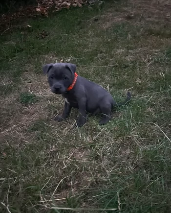 American Staffordshire Terrier blue in Adozione
