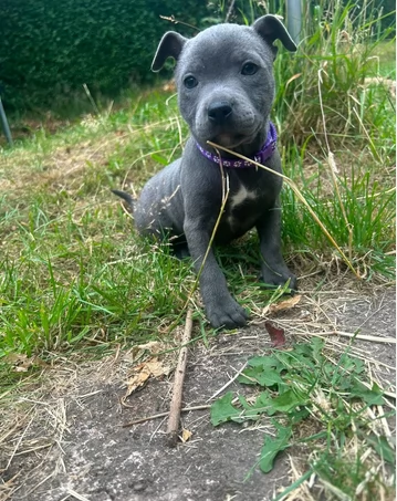 Blue Staffordshire Bull Terrier registrati | Foto 0