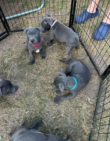 Blue Staffordshire Bull Terrier registrati