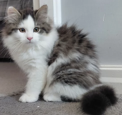 Gattini Siberiano adozione subito | Foto 3