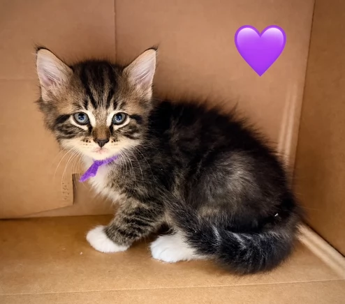 Disponibili gattini di Siberiani ipoallergenici