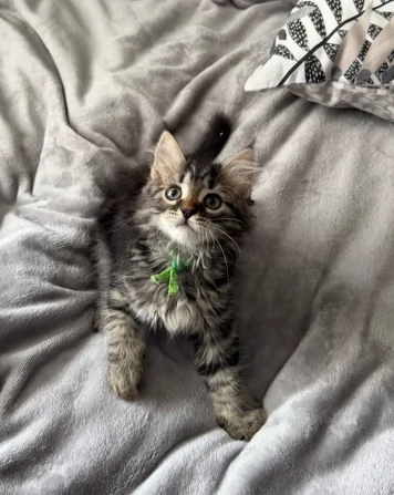 Disponibili gattini di Siberiani ipoallergenici | Foto 1