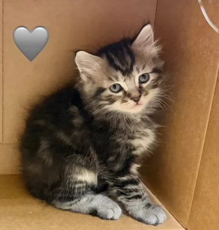 Disponibili gattini di Siberiani ipoallergenici | Foto 0