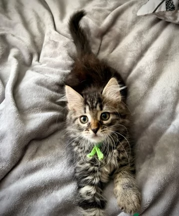 Adorabili gattini siberiani ipoallergenici | Foto 1