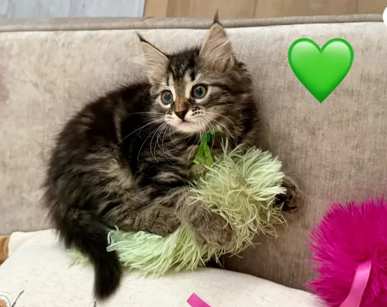Adorabili gattini siberiani ipoallergenici
