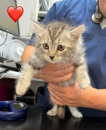 Adorabili gattini siberiani ipoallergenici | Foto 0