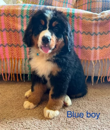 Cuccioli di Bovaro del Bernese in adozione