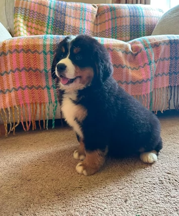 Cuccioli di Bovaro del Bernese in adozione | Foto 1